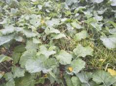 Masz rzepak? To ostatni moment, by zniszczyć samosiewy zbóż