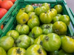 Siostra Anastazja ma cenną radę. Tak wykorzystasz nadmiar zielonych pomidorów z działki