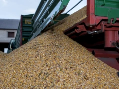 Ceny zbóż i rzepaku z całej Polski. Gdzie płacą najwięcej?