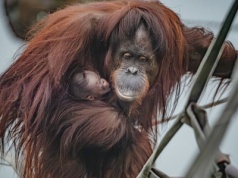 W Chester Zoo na świat przyszedł orangutan borneański