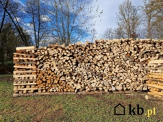 Nie każde drewno grzeje tak samo! Zobacz, które pali się najdłużej i daje najwięcej ciepła