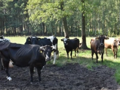 Grzebanie zwierząt gospodarskich w gospodarstwie: ogranicza emisję CO2 i koszty utylizacji? Gdzie takie prawo?