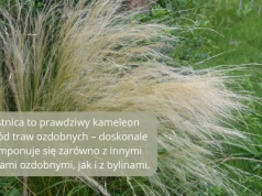 Trawa ostnica przycinanie: Praktyczny poradnik dla każdego ogrodnika