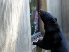 Mają problem z niedźwiedziami. Rozważana jest interwencja wojska