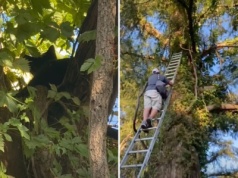 Czarny kot uciekł przed burzą… na drzewo. Na szczęście sam sobie pecha nie przyniósł
