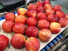 Zagranica głodna polskiej Gali: zamówienia przekraczają możliwości