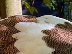 Paw z Ogrodu Saskiego nie jest już bezimienny. Ma nawet dwa imiona