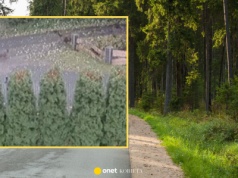 Psy rzuciły się na chłopca. Jeden z nich został otruty