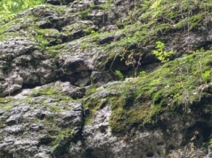 Prace ekiperskie na Jurze Północnej (ochrona roślinności naskalnej) – podsumowanie