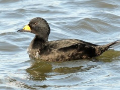 Rzadkie ptaki zaobserwowane w Polsce. Ornitolodzy podają powody