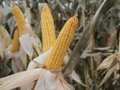 Przymrozki zatrzymały kukurydzę, ale ujawniły liderów plonowania – raport z pola Procam
