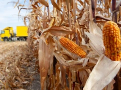Ceny kukurydzy z całej Polski. Gdzie skupy płacą najwięcej?