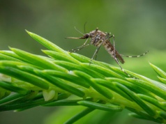 Islandia straciła tytuł wyspy bez komarów. „Tu ich nigdy nie było”