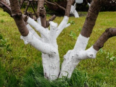 Kiedy bielić drzewa owocowe? Termin jest jeden. To bardzo ważny zabieg