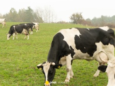 Rolnicy walczą z hałasem strzelnicy. "Konie, krowy biegają na oślep"