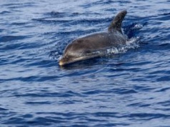 Delfin pojawił się w Wenecji. Zachwyca turystów, ale budzi obawy