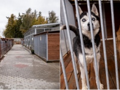 Przyjazny i ciepły dom dla bezdomnych kotów i psów. Zmodernizowano schronisko w Starogardzie Gdańskim