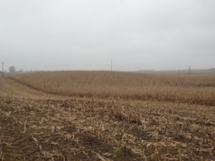 Żniwa kukurydziane. Co zostaje na polu po zbiorze ziarna?