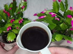 Czarna woda to jedyny sposób, by grudnik zakwitł. Podlewaj od października