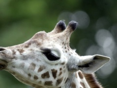 Kolejne zwierzę umarło w poznańskim zoo. Tajemnicza śmierć malutkiej żyrafy