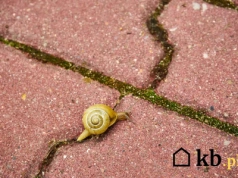 Szybko pozbyła się mchu z kostki brukowej. Ten trik działa lepiej niż chemia!