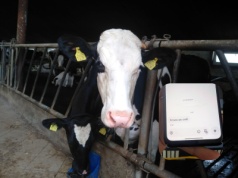 “Wstawaj, trzeba do krowy zajrzeć.” To przeszłość, teraz aplikacja poinformuje cię, kiedy cieli się krowa