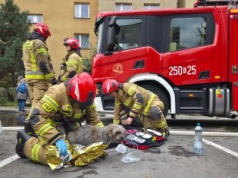 Strażacy wynieśli z pożaru psa i kota. „Nieważne, czy ktoś ma ręce, czy łapy”