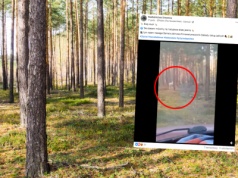Wyjątkowe zwierzę uchwycone na nagraniu. Leśnicy: biały duch