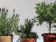 Jak przezimować lawendę na balkonie albo tarasie? Zabezpiecz ją, a wiosną znów się zazieleni