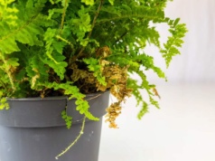 Liście mojej paprotki żółkły i usychały, aż zrobiłam to. Teraz jest jak nowa