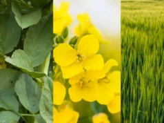 Uprawa jarych roślin jako ozimych? Nowe kierunki w uprawie i wiele korzyści