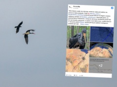 "Takie historie rzadko się zdarzają". Niezwykły lot bociana z Polski