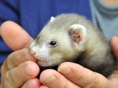 Koniec z futrami z norek coraz bliżej. Senat za nowelizacją ustawy