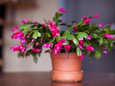 Zamiast wyrzucać podlej grudnika. Ten "koktajl mocy" gwarantuje wysyp kwiatów