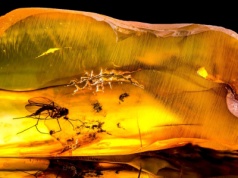 Przecierali oczy ze zdumienia. Bursztyn zawierał skarb sprzed 99 mln lat