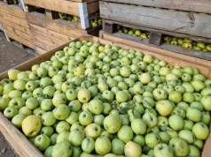 Golden na musy i przeciery. Oferty sprzedaży i oferty zakupu – 30.10.2025