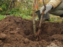 Wrzuć do dołka. Twoje nowe drzewo będzie rosło jak szalone przez kolejne lata