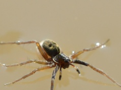 Nie widziano go od 1985 r. Niespodzianka akurat na Halloween