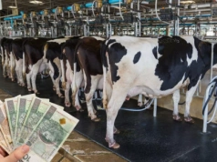 Niemcy: ceny mleka i sera lecą w dół, a rolnicy rezygnują z produkcji