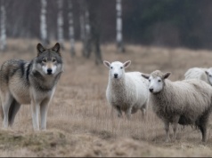 Wpływ wilków na rolnictwo
