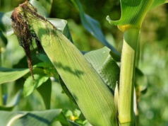 Integrowana ochrona kukurydzy. Jak skutecznie zabezpieczyć potencjał plonu przed chwastami i szkodnikami?