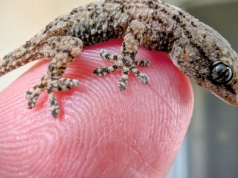 Niespodziewany gość ukrył się w rukoli z Lidla. "Miał dużo szczęścia"