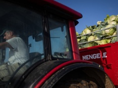 Producenci kapusty w kryzysie. Warzywa z tego kraju zalewają Polskę