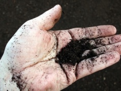 Pod drzewem i bez pogrzebu. Ludzki kompost popularną formą pochówku w Niemczech