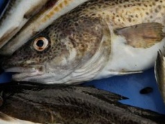 Niemcy spierają się o dorsza. W tle unijne limity połowu na Bałtyku