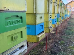 Pomoc dla pszczelarzy – jeszcze 4 tygodnie na złożenie wniosków