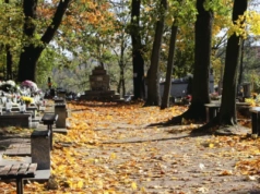 Hieny cmentarne gotowe do ataku