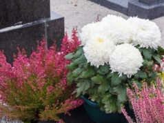 Nie musisz kupować chryzantem. Te rośliny są równie piękne i jeszcze trwalsze