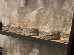 Wrocławianin hodował w domu grzybki halucynogenne. Policji tłumaczył, że to tylko pieczarki