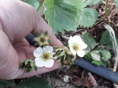 Pomoc dla sadowników po przymrozkach? Trzeba jeszcze poczekać…